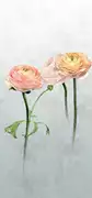 Thumb_pdg1099_01_1