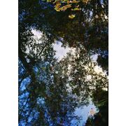 Thumb_8534_15_47_rvsd_1