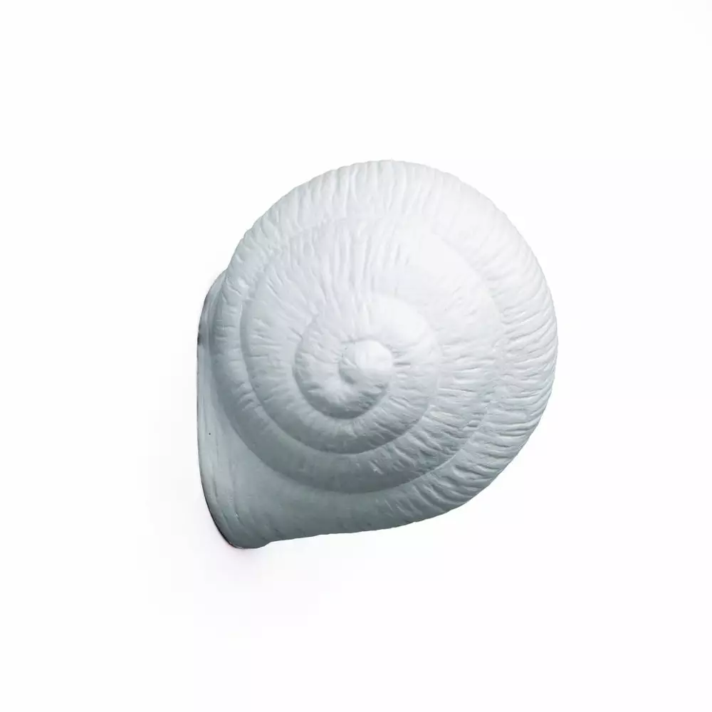 Big_veshalka_snail_sleepy_1