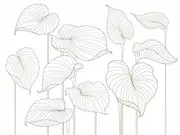 Thumb_324764_hosta_smooth_1