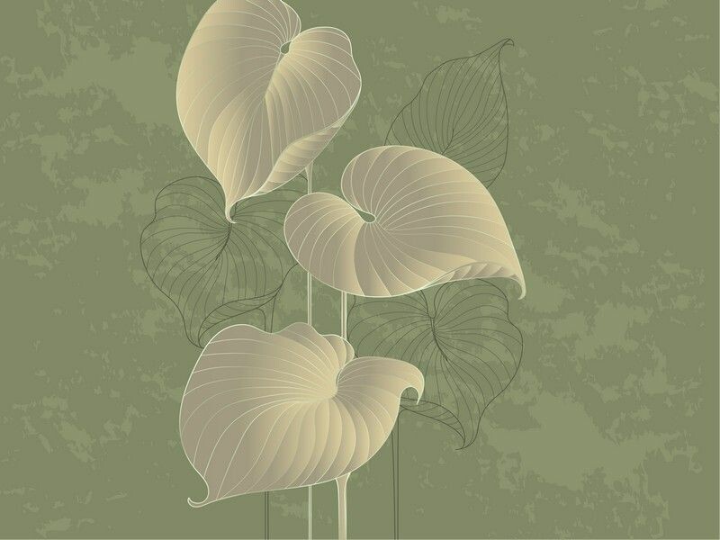 Big_324797_hosta_smooth_1