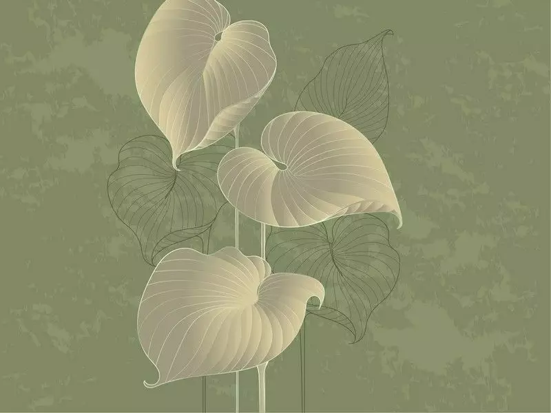 Big_324797_hosta_smooth_1