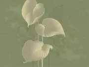 Thumb_324797_hosta_smooth_1