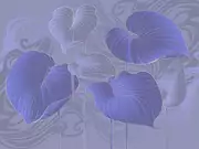 Thumb_324803_hosta_smooth_1