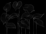 Thumb_324804_hosta_smooth_1