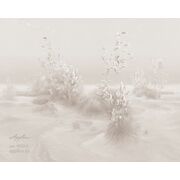 Thumb_0032_c_presto_1