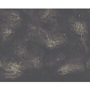 Thumb_vr_0038_br1_bronza_1