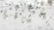 Thumb_0036_s1_ardzhento_1