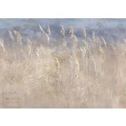 Thumb_0037_s1_ardzhento_1