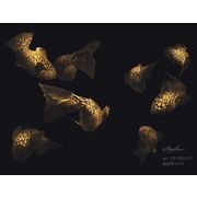 Thumb_vr_0044_g1_oro_1