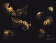 Thumb_vr_0044_g1_oro_1