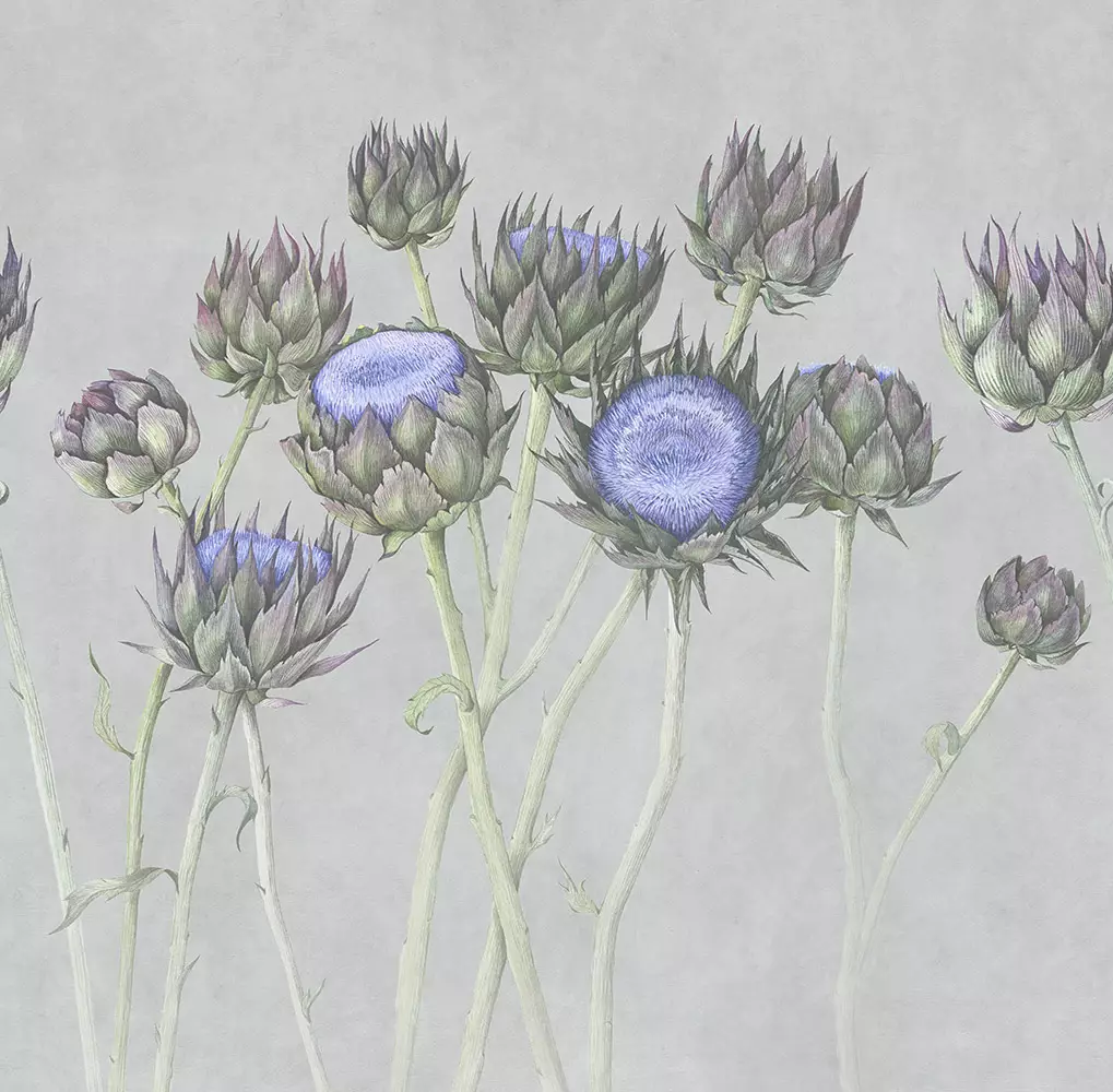 Big_artichoke_01