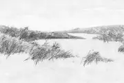 Thumb_reeds_01