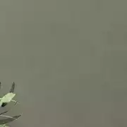 Thumb_78ixyg17lzgykt7ygz2cdbdepaut3a77