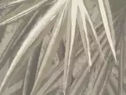 Thumb_25703o