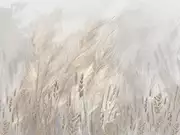 Thumb_30123