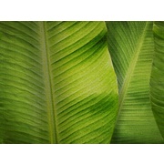 Thumb_re196_col1