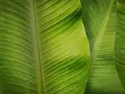 Thumb_re196_col1