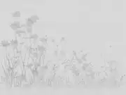 Thumb_zk432_col1